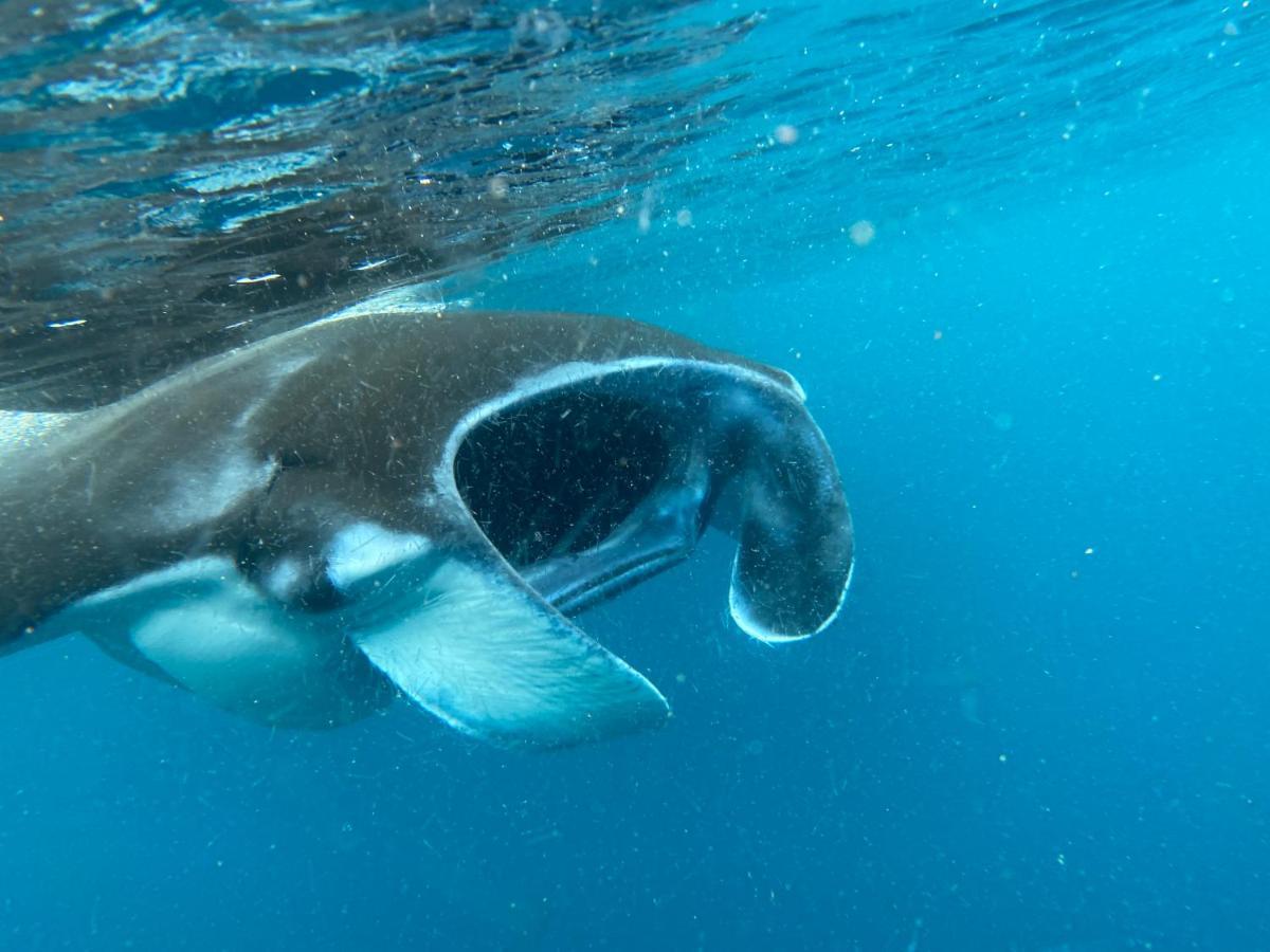 Warahnus Dive Homestay Kri Eksteriør bilde
